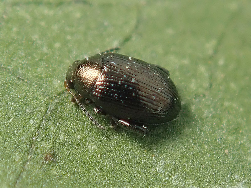 Chrysomelidae Alticini: Chaetocnema sp. (cfr.)